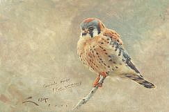 (Falco sparverius)