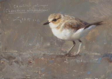 Chorlitejo patinegro (Charadrius alexandrinus)