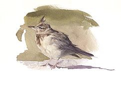 Painting of a Crested lark