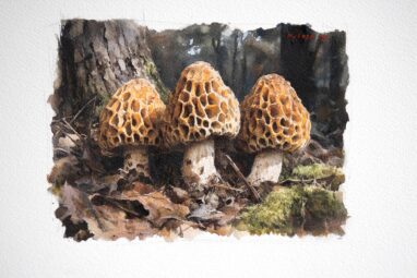 Cagarria (Morchella esculenta)o Colmenilla