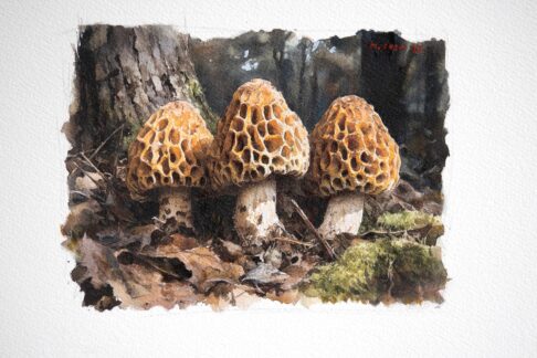 Cagarria (Morchella esculenta)o Colmenilla