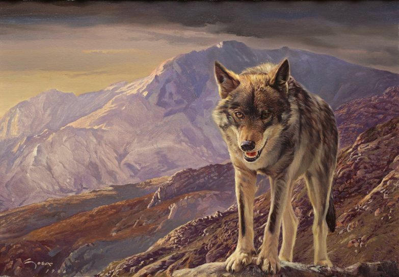 Cuadro de lobo. Lobo iberico ( Canis lupus signatus )