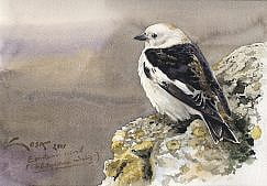 Snow Bunting (Plectrophenax nivalis) picture