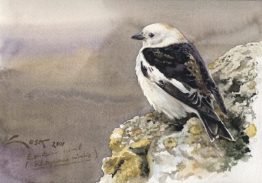 Escribano nival (Plectrophenax nivalis) - pintura