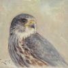 Immagine di un Smeriglio (Falco columbarius)