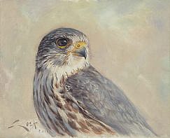 Immagine di un Smeriglio (Falco columbarius)