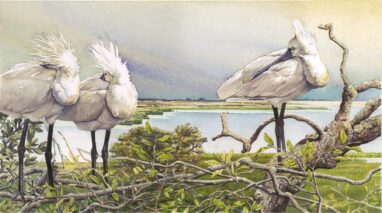 Espatulas (Platalea leucorodia) - acuarela