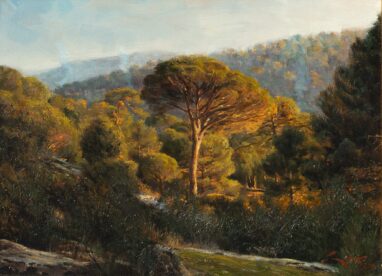 Pino cembro - Falò al tramonto - Valdemaqueda - Spagna