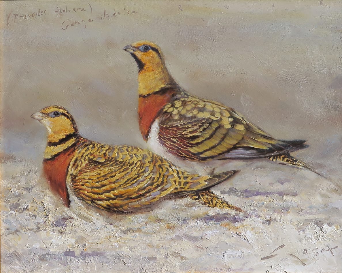Pin-tailed sandgrouse (Pterocles alchata)