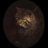 Photo de chat sauvage (Felis silvestris)
