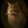 Wild Cat (Felis silvestris) picture