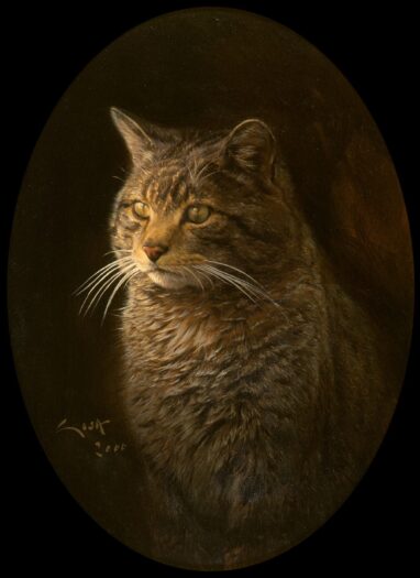 Gato montes - ovalo de una pintura al oleo
