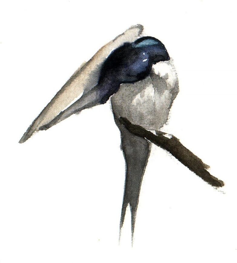 Golondrina Comun acicalandose - acuarela