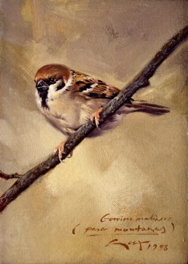 Gorrión molinero (Passer montanus) - cuadros de gorrión