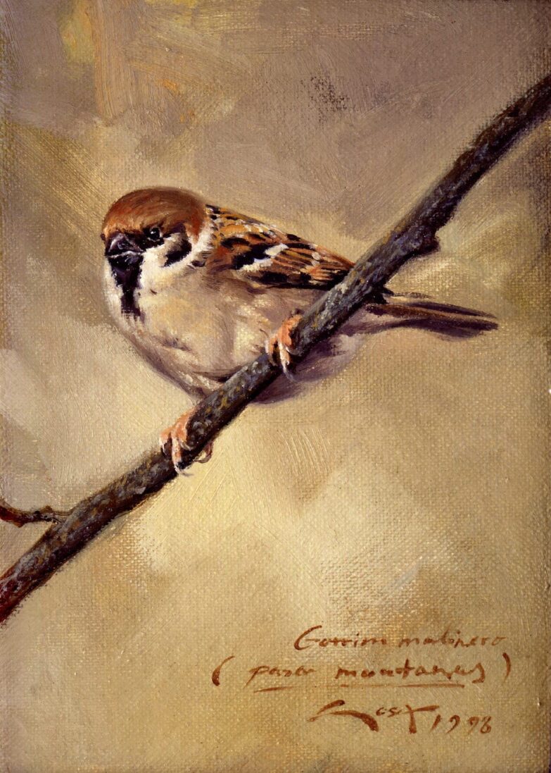 Gorrión molinero (Passer montanus) - cuadros de gorrión