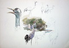 Cranes painting
