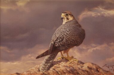 Halcon borni - pinturas