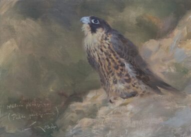 Halcón peregrino joven - cuadros y pinturas de halcón