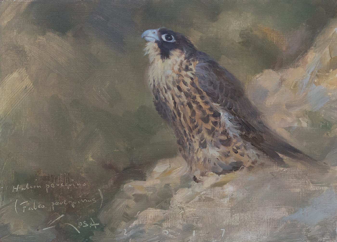Peinture du jeune faucon pèlerin