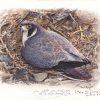 Peregrine falcon painting incubating