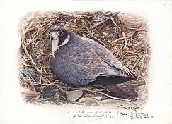 (Falco peregrinus)