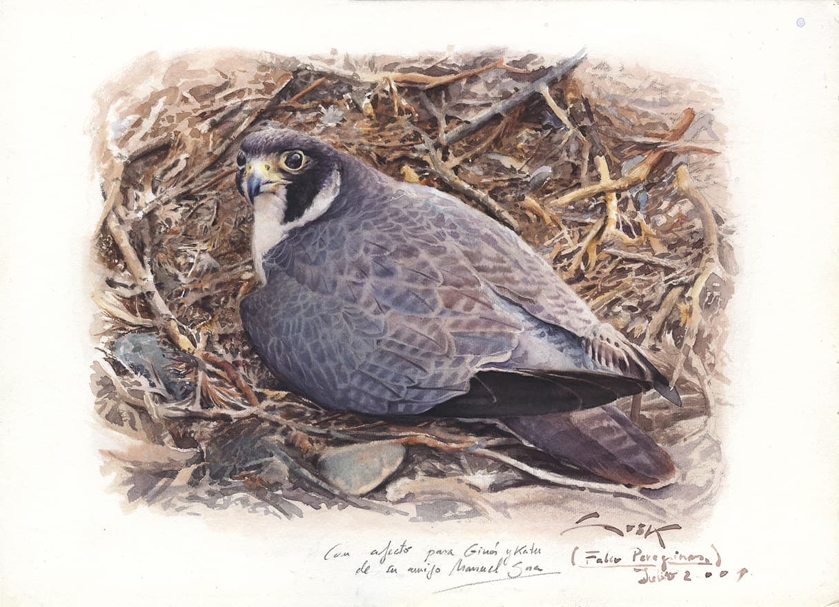 Peregrine falcon painting incubating