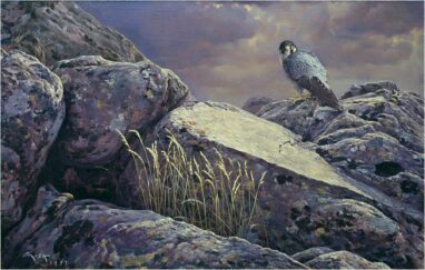 Halcón peregrino - "Después de la tormenta" - cuadros de halcones