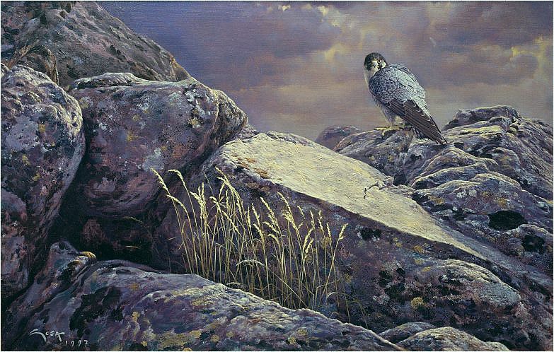Dipinti del falco pellegrino