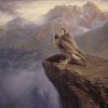 Peregrine falcon (Falco peregrinus) pictures