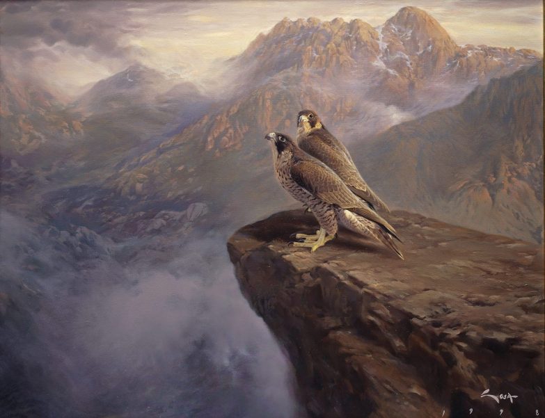 Wanderfalken. Sierra de Guadarrama (Falco peregrinus).