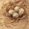 Black-winged Stilt (Himantopus himantopus) eggs