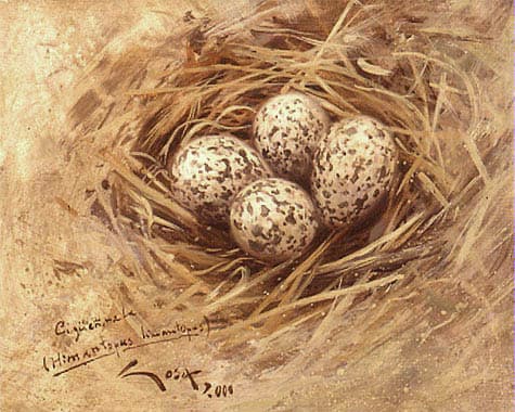 Black-winged Stilt (Himantopus himantopus) eggs