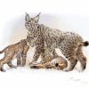 Lynx ibérique