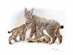 Lynx painting of a lynx with puppies