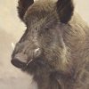 pictures of wild boar
