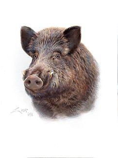 watercolour painting of wild boar