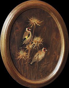 Goldfinches (Carduelis carduelis)