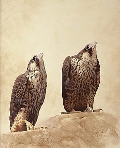 Peregrine falcon (Falco peregrinus) oil painting