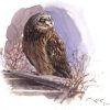 Short eared Owl watercolour