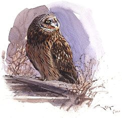 Short eared Owl watercolour