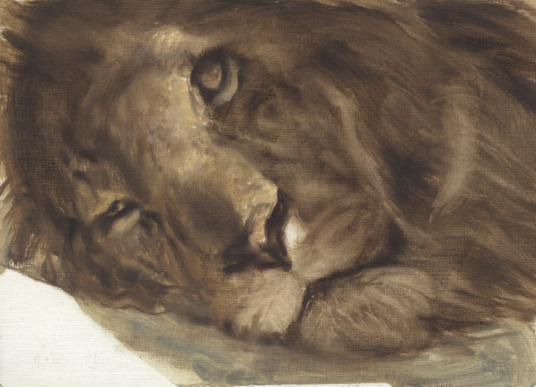 Cuadro de Leon (Panthera leo)