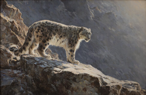 Leopardo nival en un acantilado rocoso, iluminado por el sol naciente. Óleo sobre lienzo de Manuel Sosa, 2026.