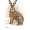 Hare painting in oil