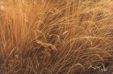 Liebre entre hierbas - cuadro de liebre