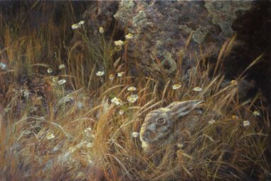 Liebre (Lepus europaeus)