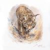 Iberian lynx stalking picture