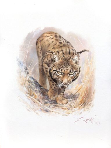 Cuadro de Lince iberico acechando