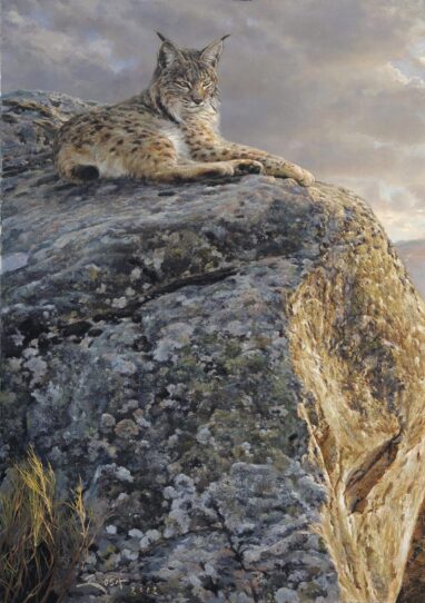 Lince Iberico sesteando - pintura de Lince