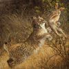 Lynx ibérique chassant un lièvre