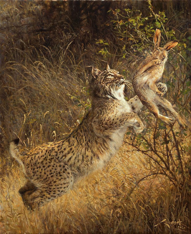Lynx ibérique chassant un lièvre